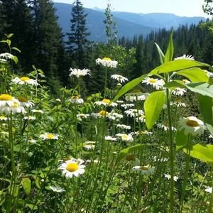 Meet your Posher, Tanya